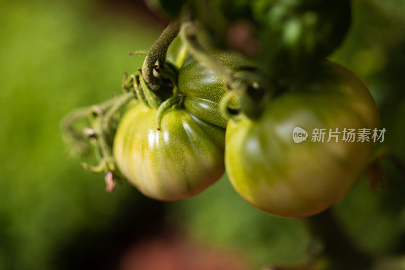 这是一株植物的微距照片，上面有未成熟的西班牙Rosa de barbaststro西红柿